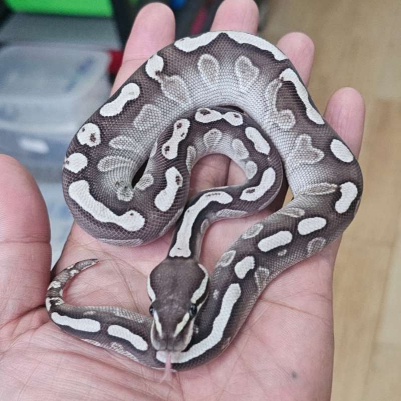 GHI LESSER DOUBLE HET CLOWN GHOST/HYPO