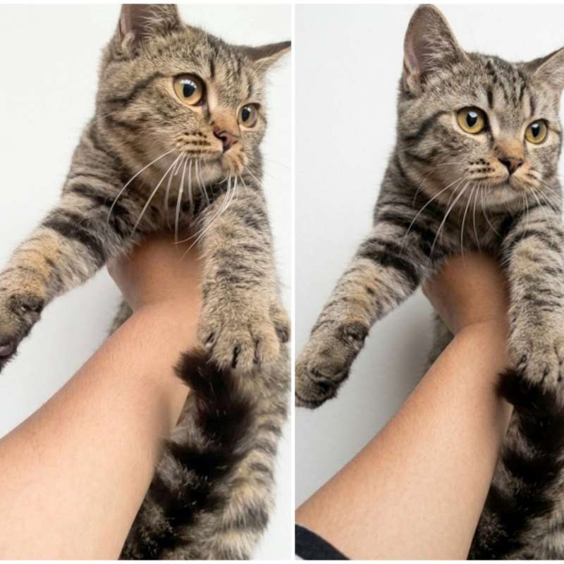 Kucing kitten British shorthair golden Black Tabby Female