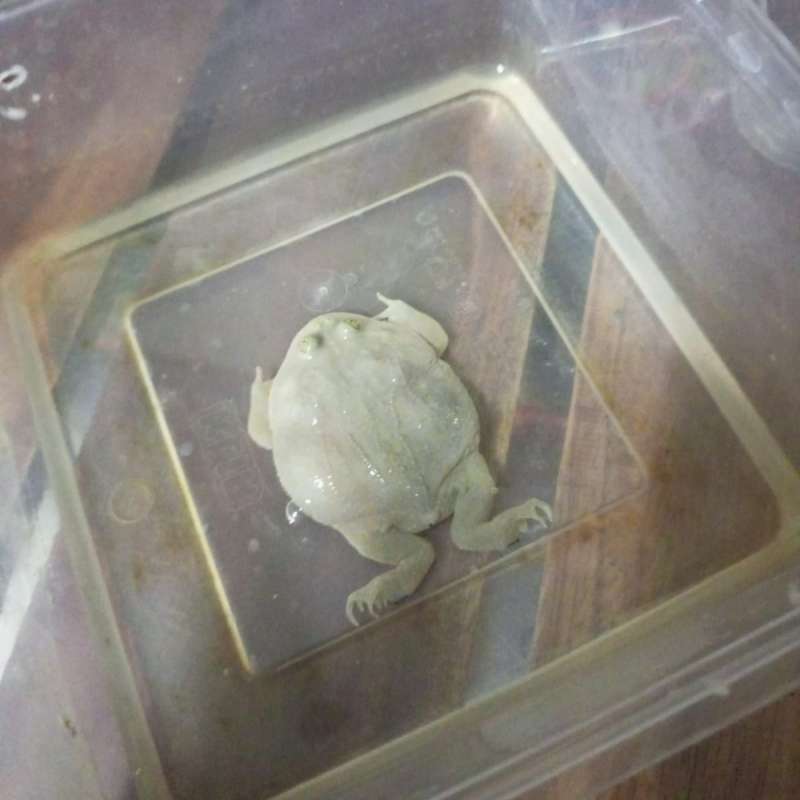 Budget Frog