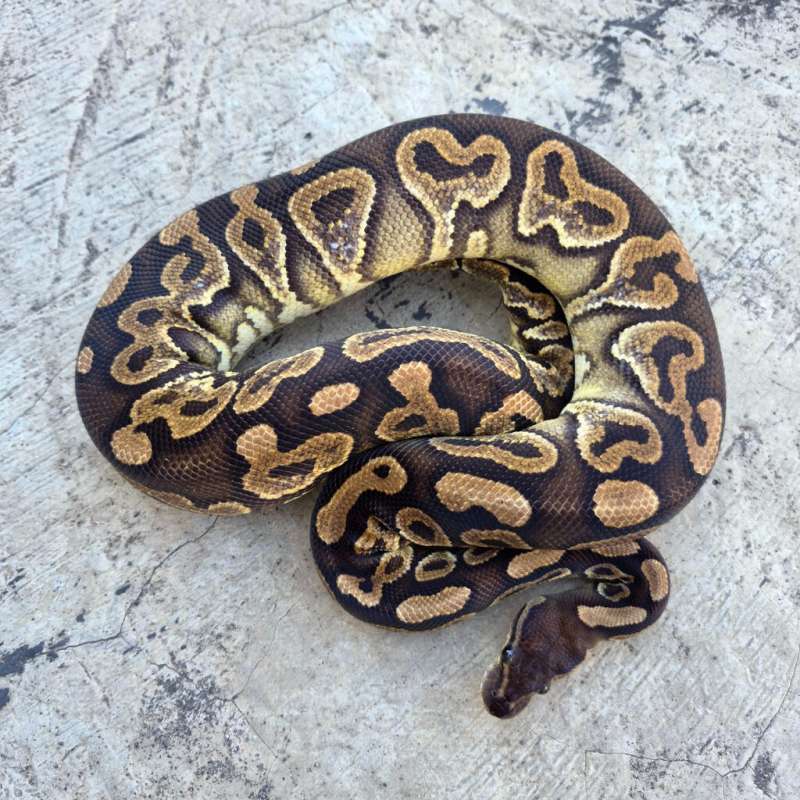 FEMALE CINNAMON CALICO HET CLOWN