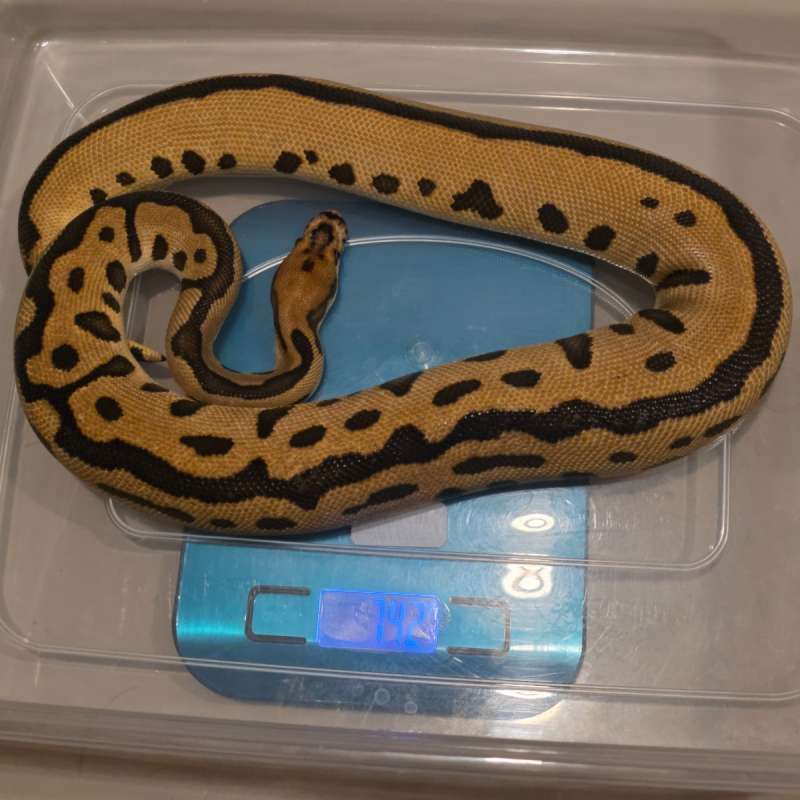 Male Spotnose Leopard Clown (Batman)