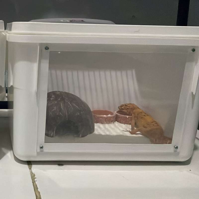 Leopard Gecko Sepasang