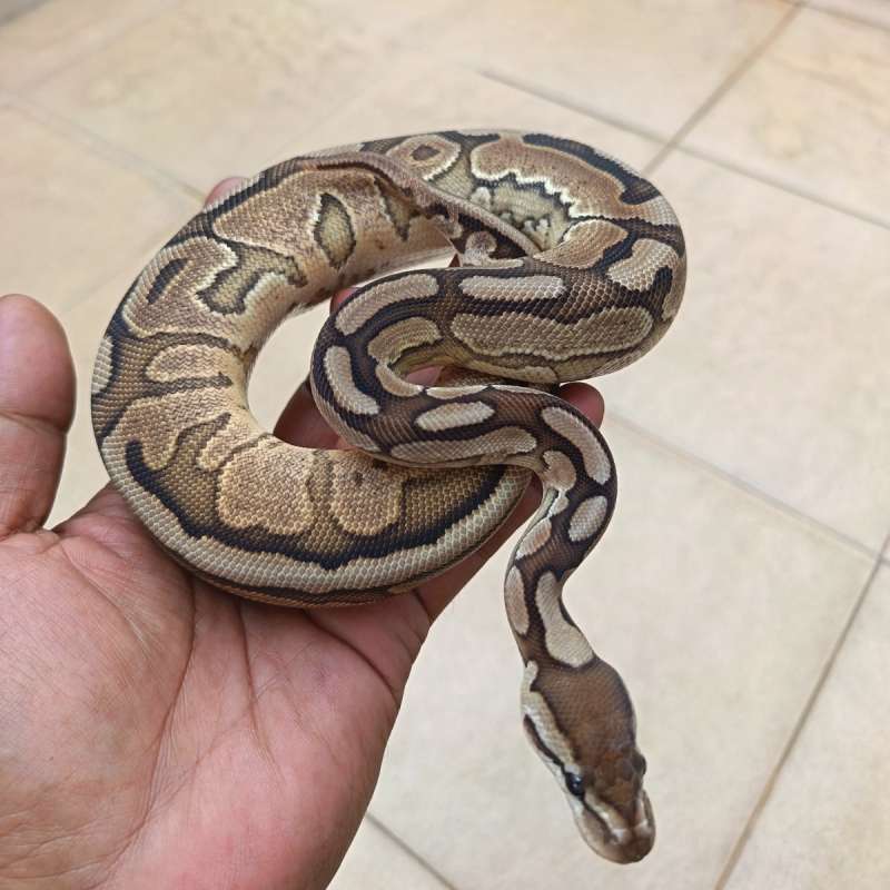 Pastel Enchi het Clown het Hypo