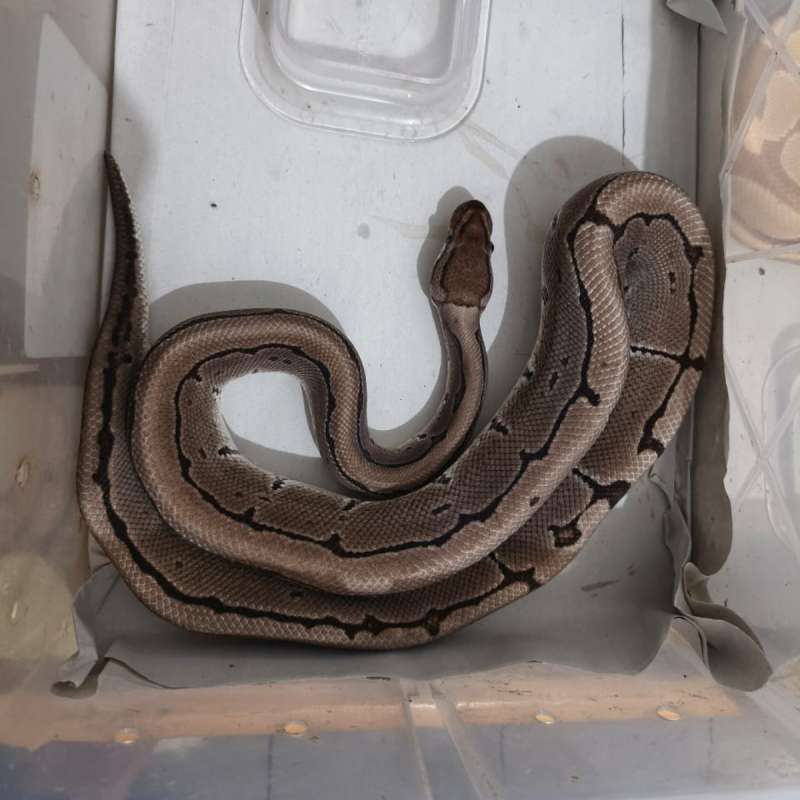Paket breeding M Axa VPI + 2 Pastel het Axa VPI proven