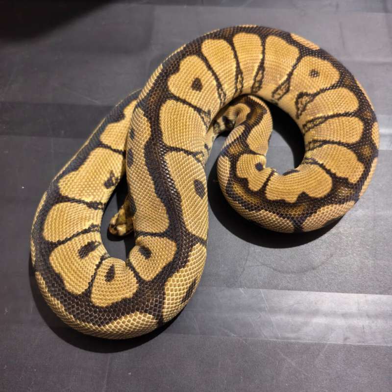 Spotnose YB/Specter Clown