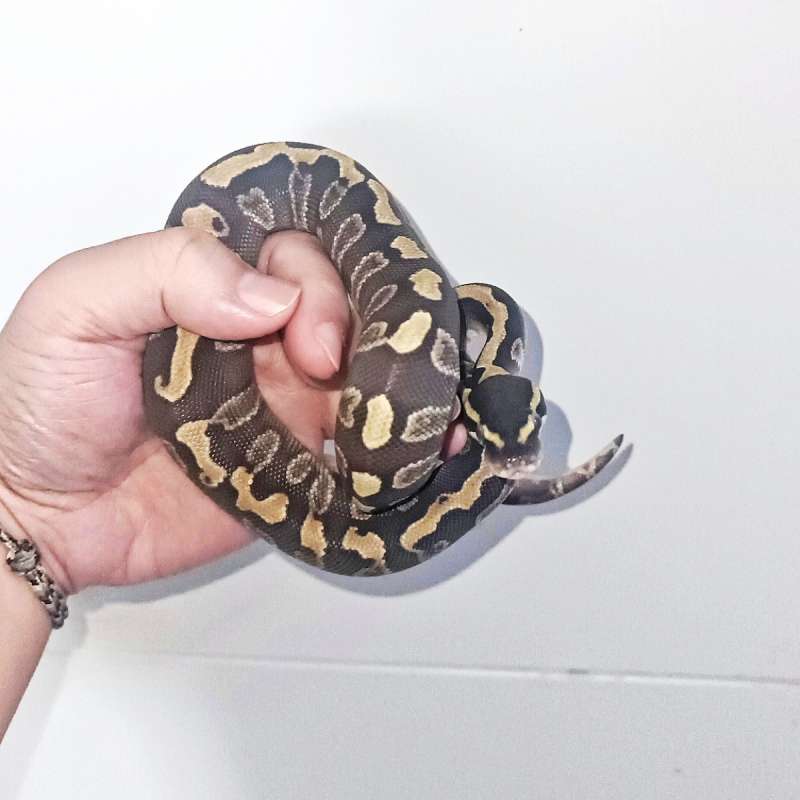 GHI Phantom