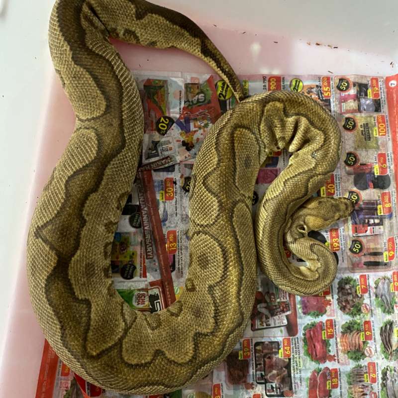 cinnamon enchi yellowbelly clown
