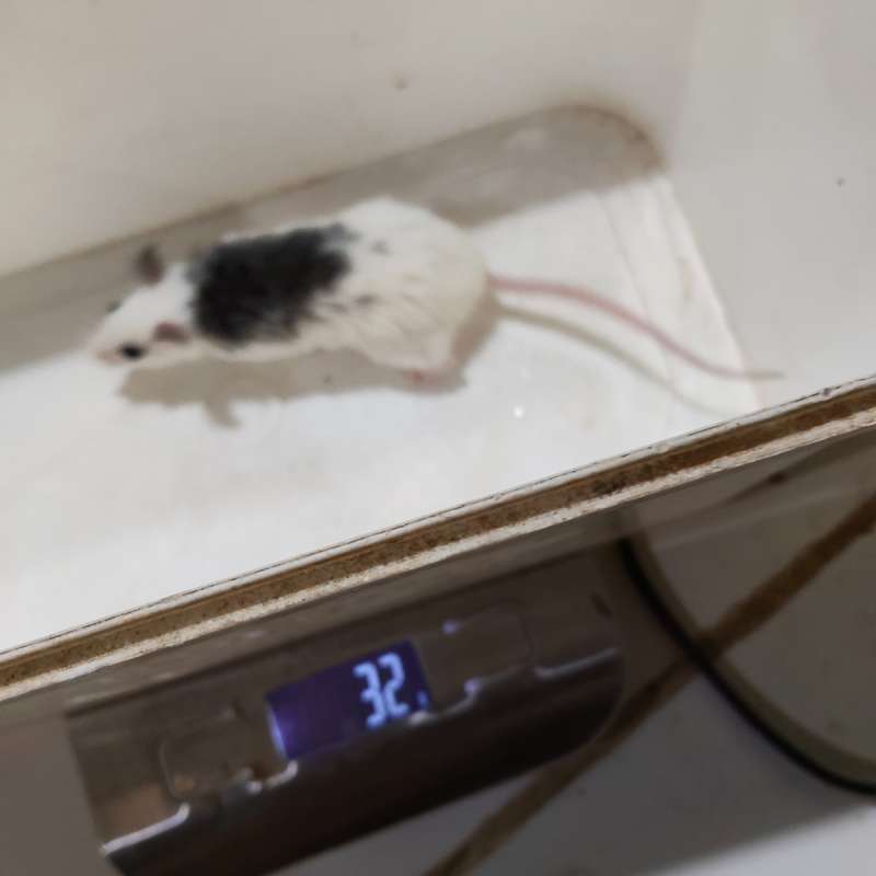 Tikus ASF 10ekor, pakan reptil 20-30gram