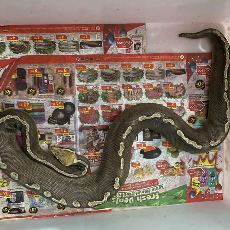 Ghi chocolate mojave het clown
