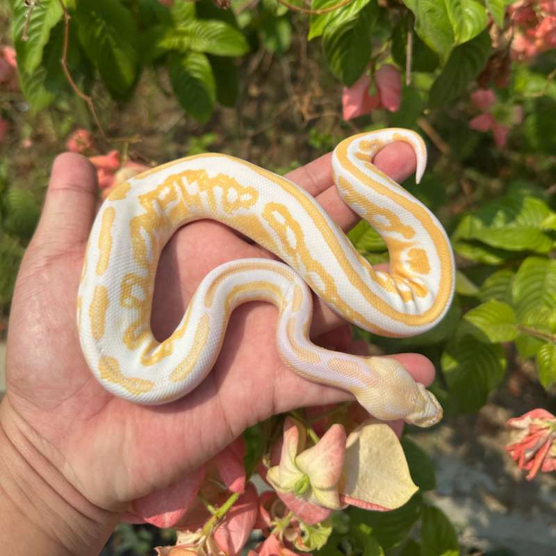 Black pastel Albino Het Pied