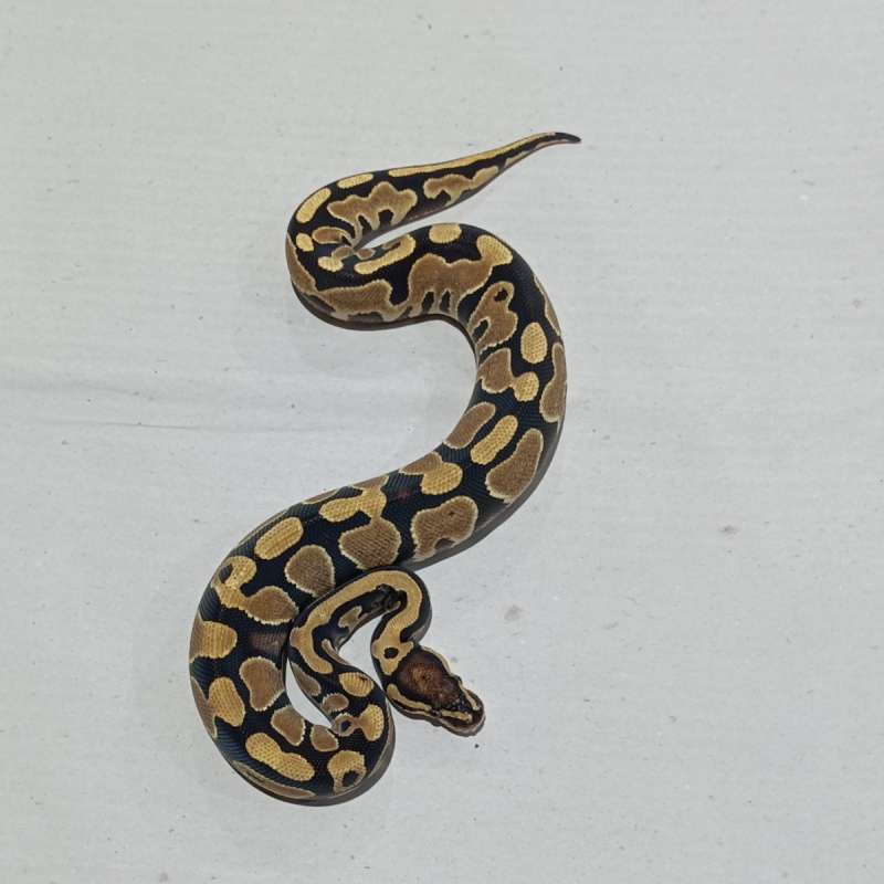 Yellow Belly Het Clown