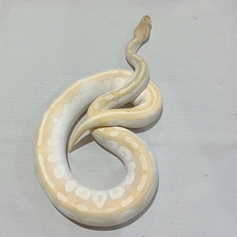 Crystal Possible Het Monsoon Pied