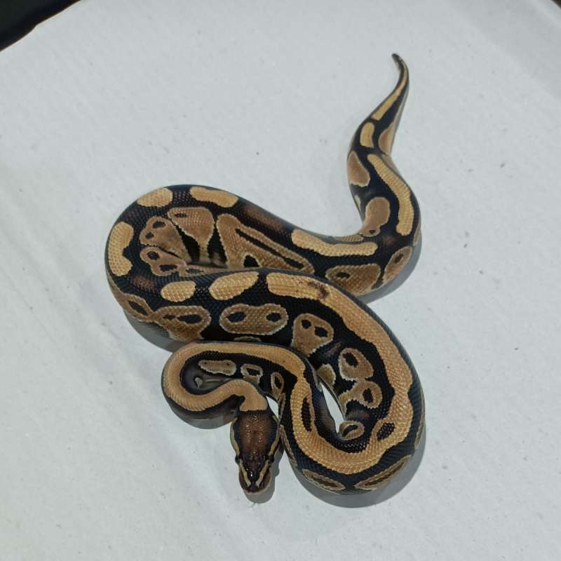 Het Lavender Poss Het Tristripe