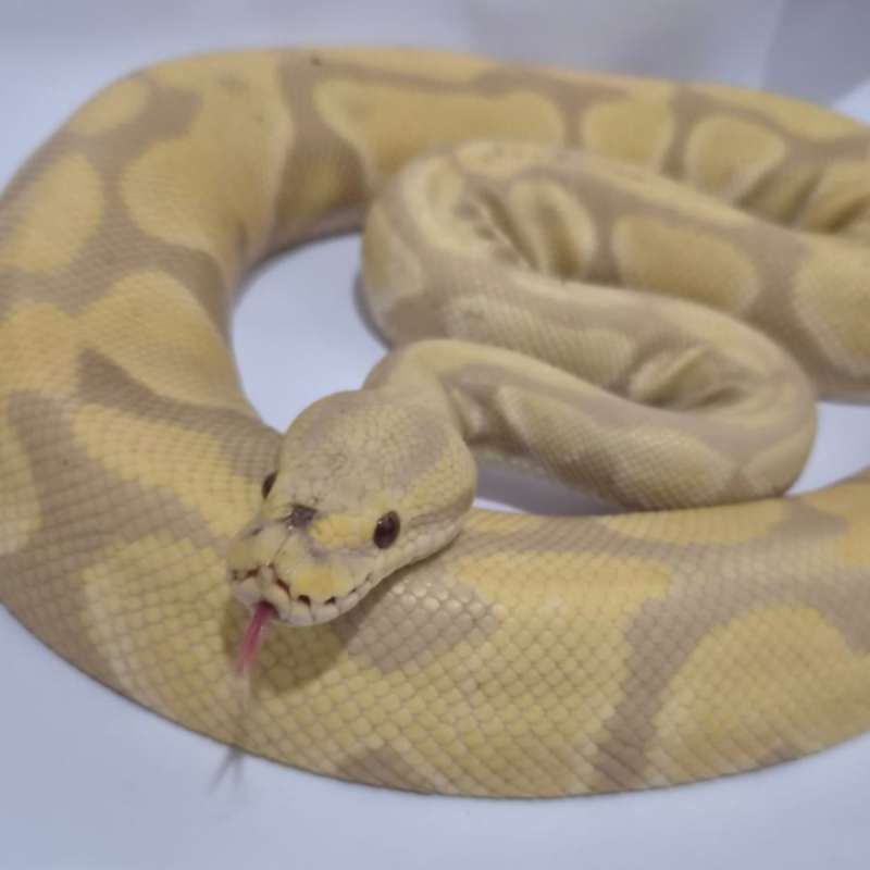 Toffe Albino Proven