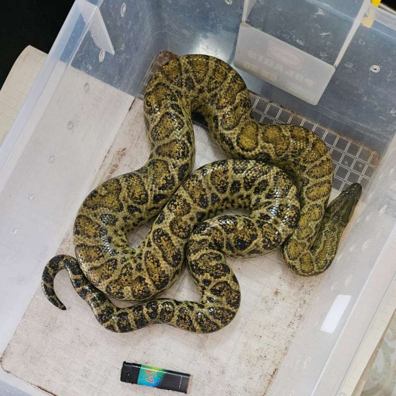 Yellow Anaconda Betina