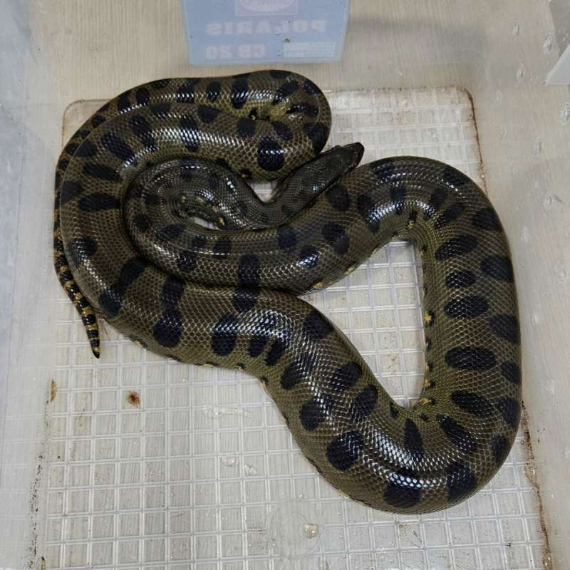 Green Anaconda Betina