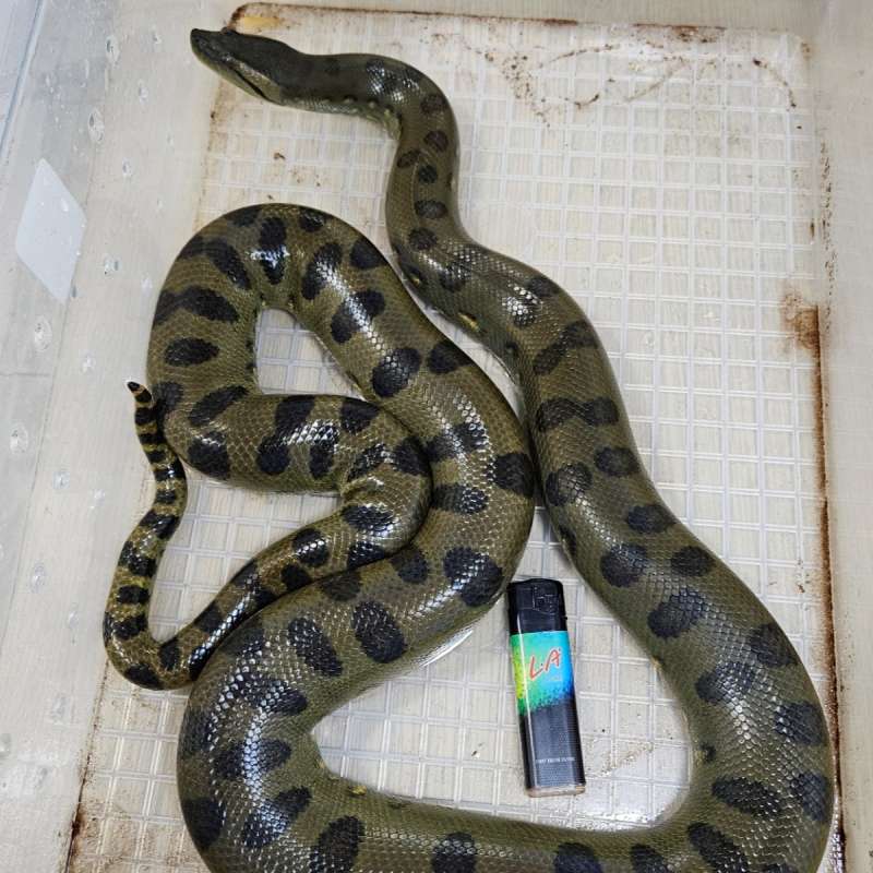 Green Anaconda Jantan