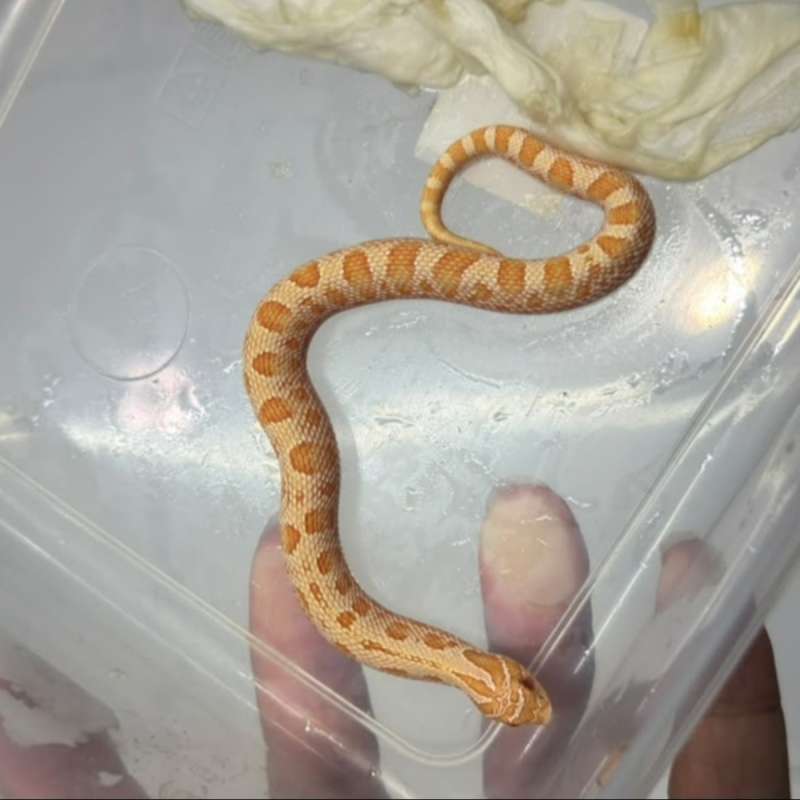 0.0.1 albino conda