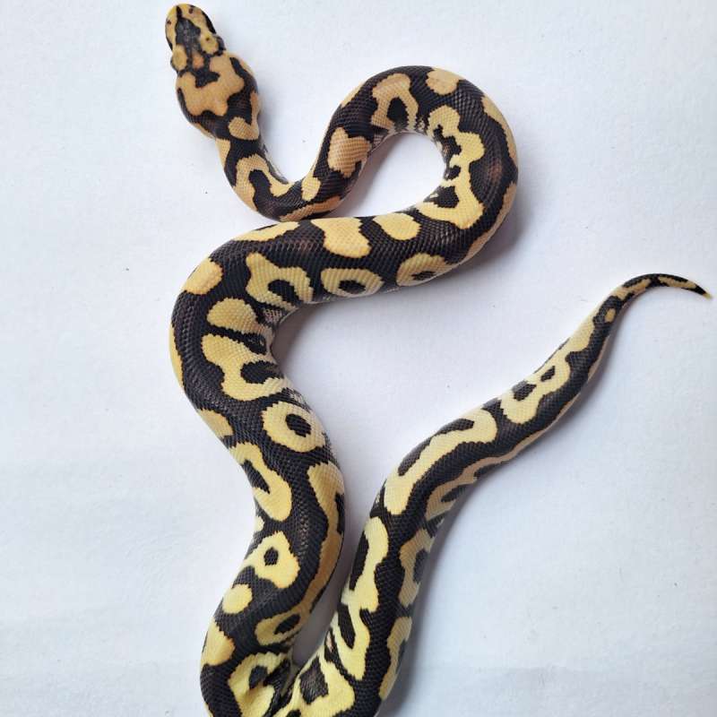 Spotnose Desert Ghost Clown (The Persia)