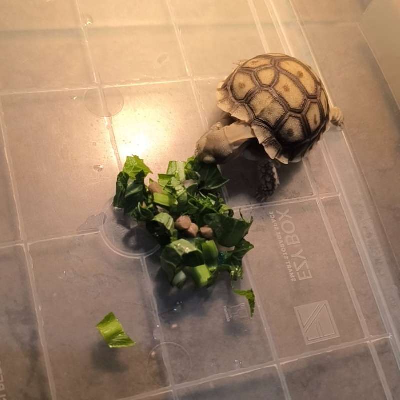 SULCATA