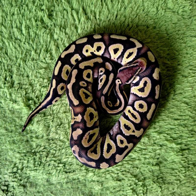 Phantom Pastel Poss Het Hypo Female