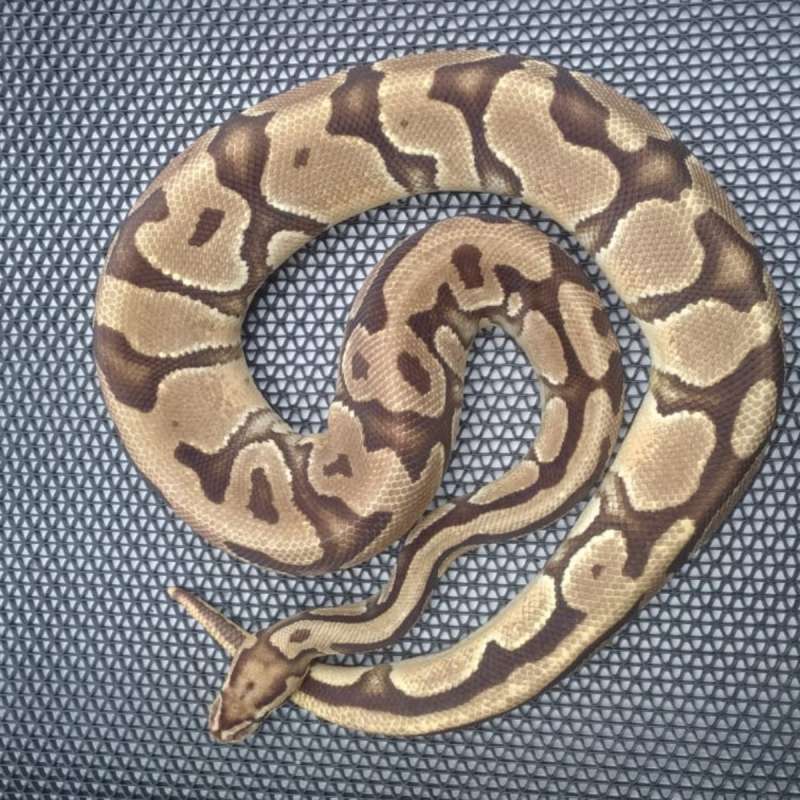 Ball Python Enchi het Clown