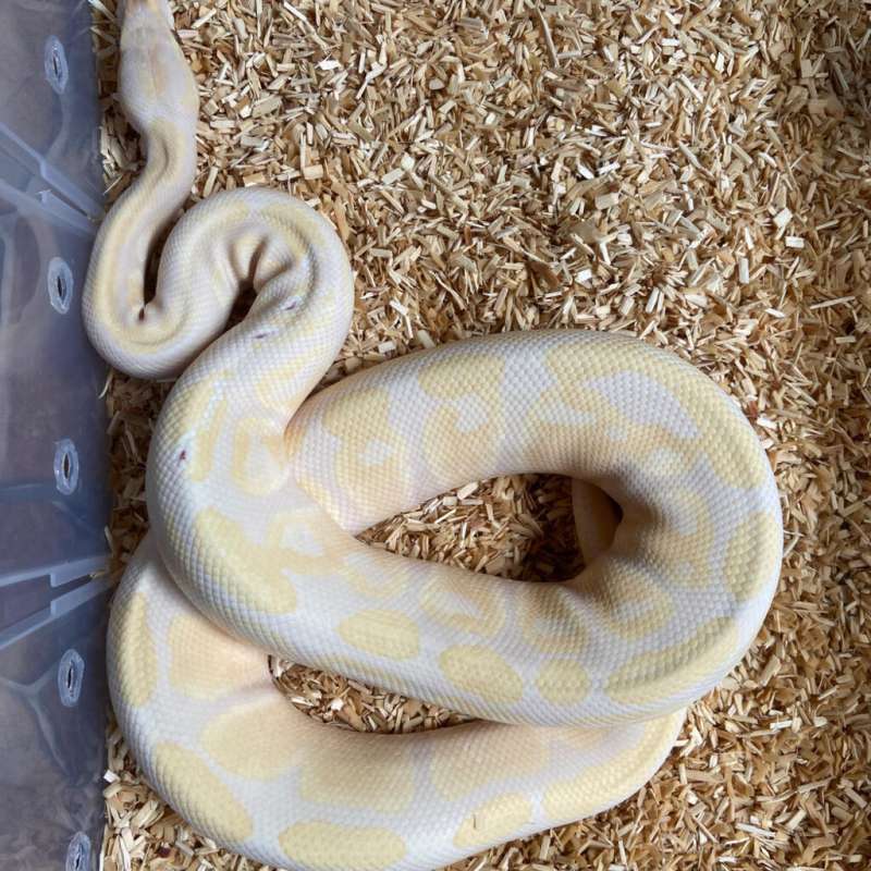 Ballpython Albino Lavender