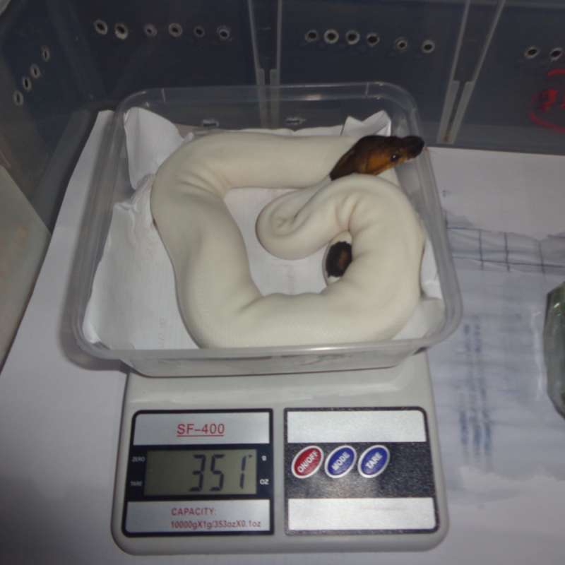 black pastel pied het hypo