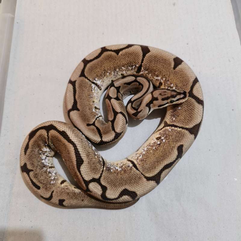 Female Spider het Pied