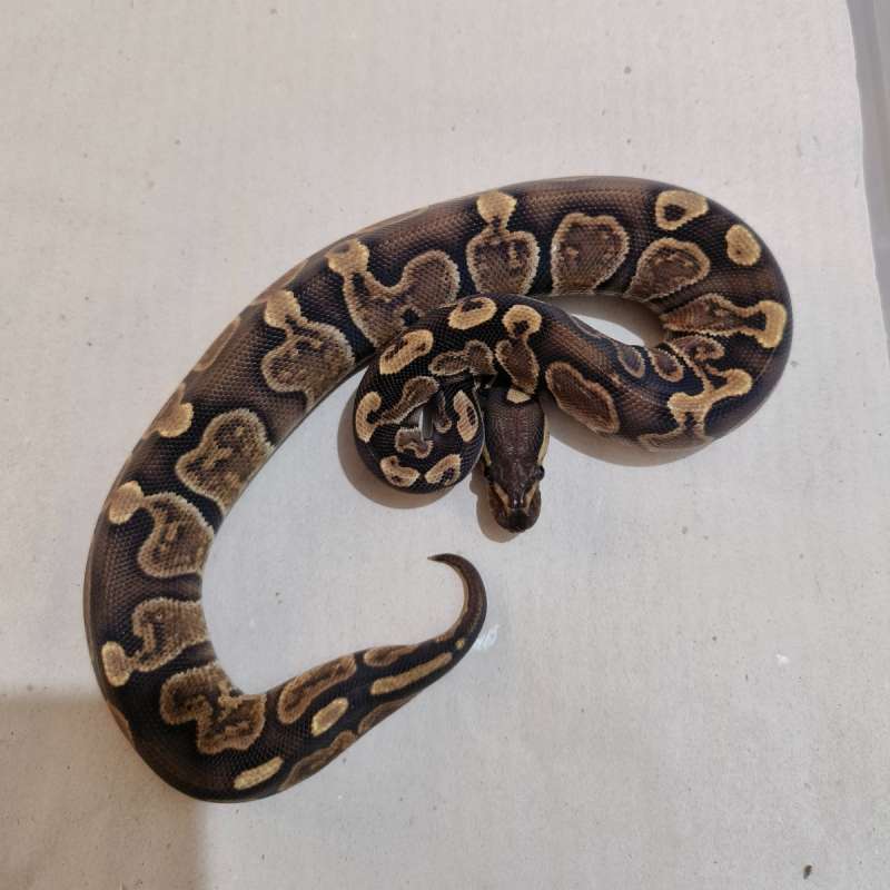 Female Cinnamon GHI het Albino