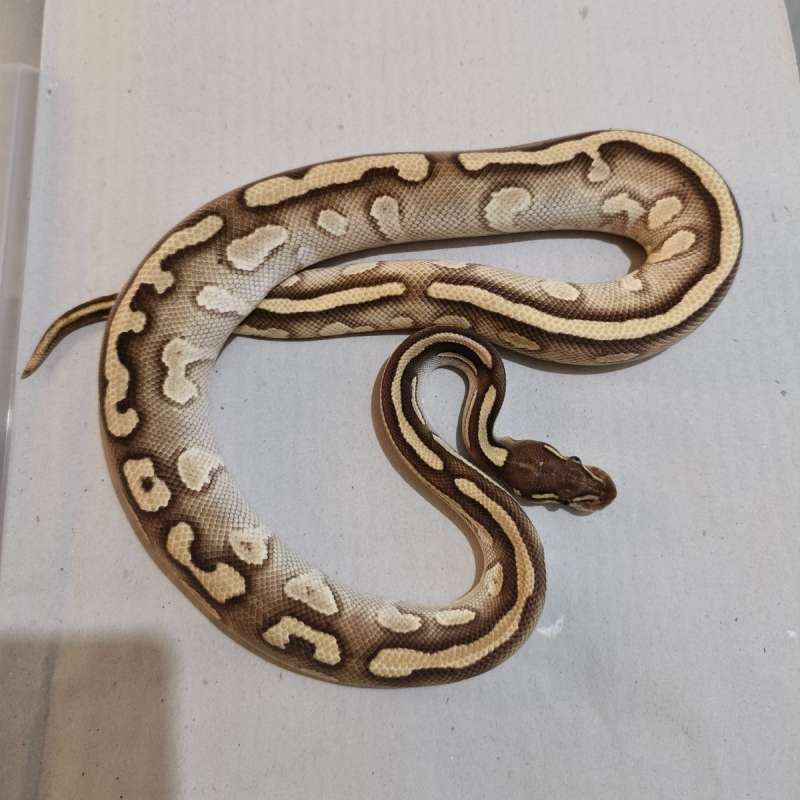 Female Lesser Blackhead YB het Clown ada minus