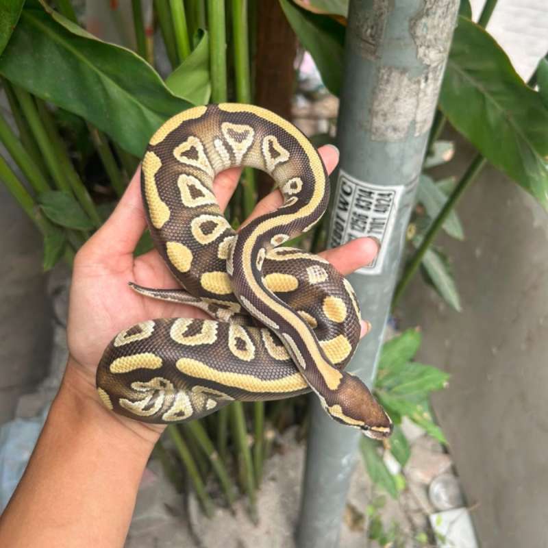 Mojave Dh Hypo Clown
