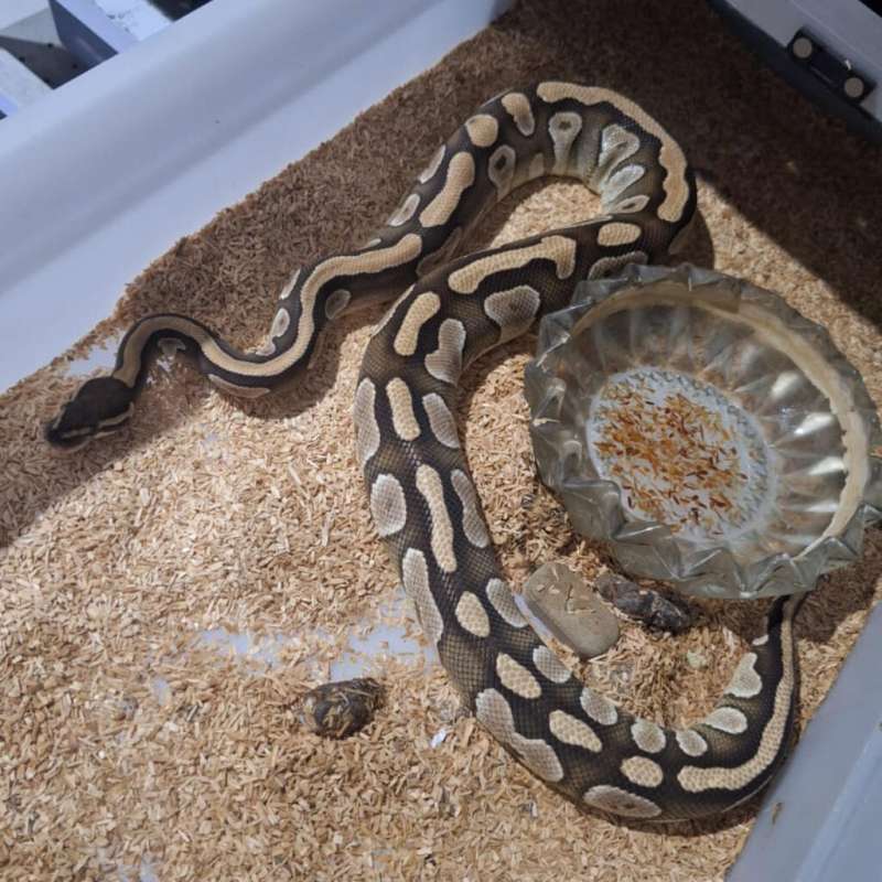 Proven - Phantom Het Clown