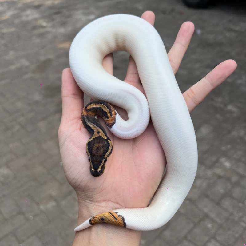 Pied high white male