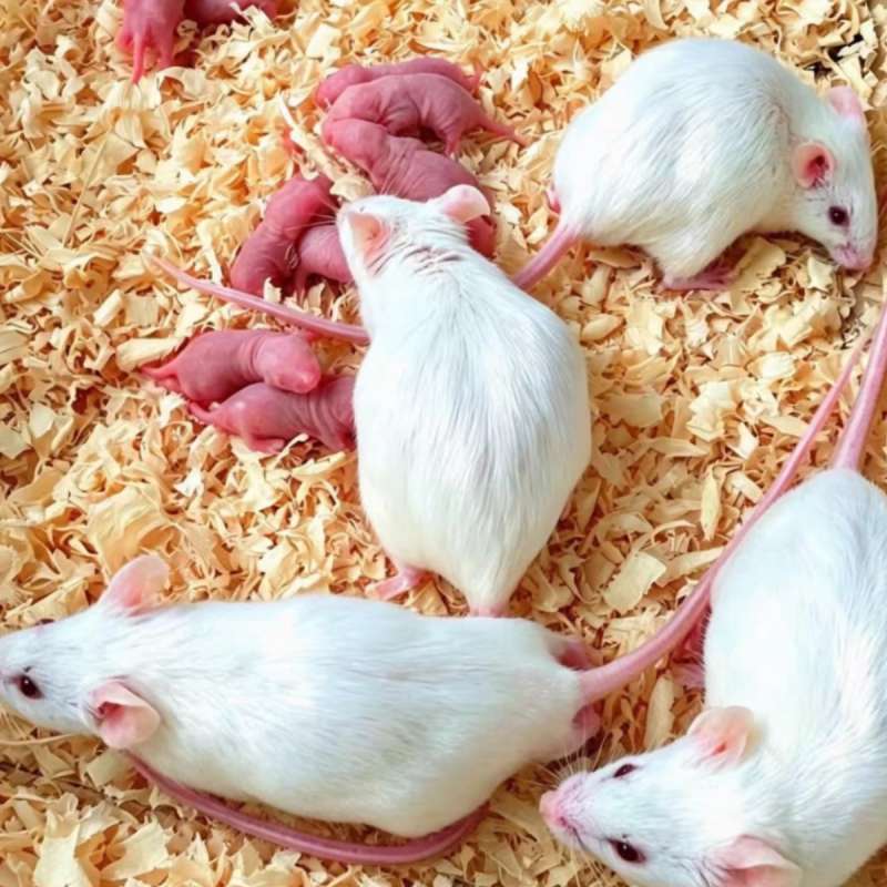 Mencit Breeding Group 1:3 (5set) Tangerang