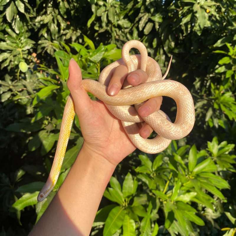 Cornsnake Snow