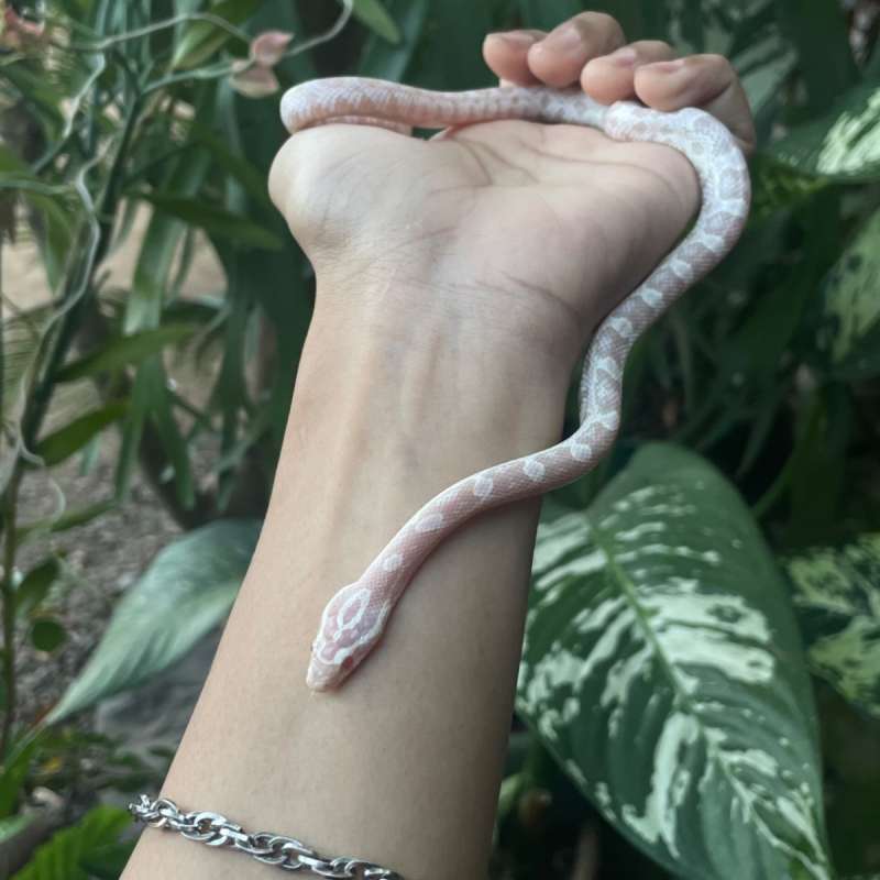 Corn snake snow