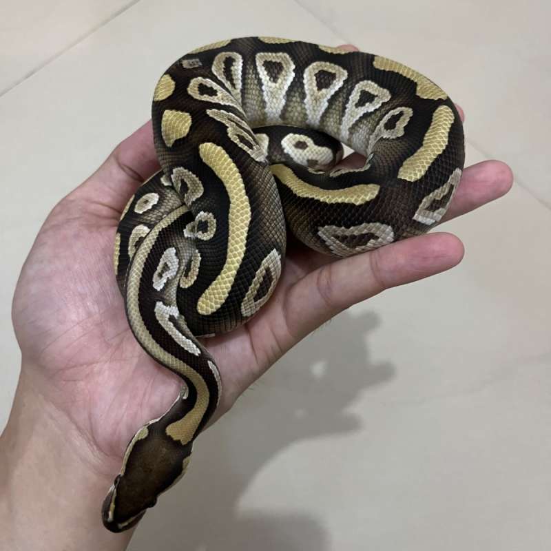 Mojave Dh Hypo Clown