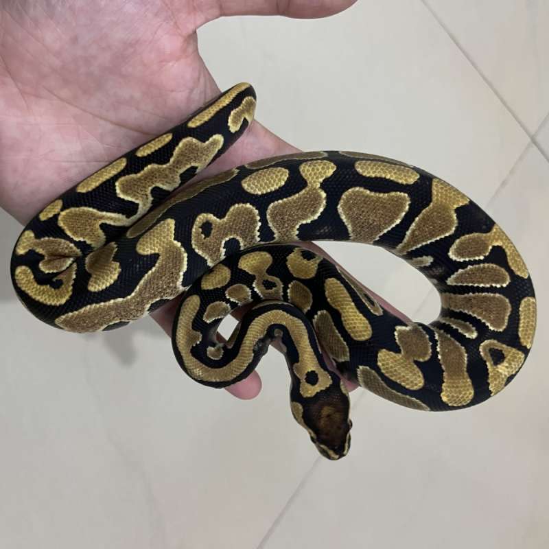 Yellow Belly Het Clown