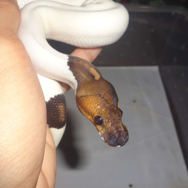black pastel pied het hypo (two face)