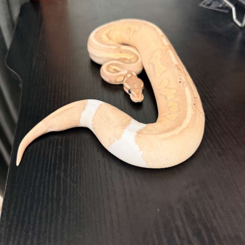 Banana Pastel Cinnamon Pied