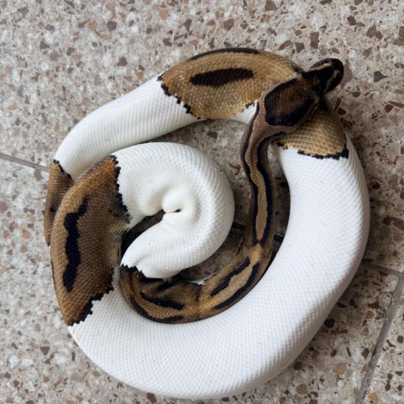 Piebald