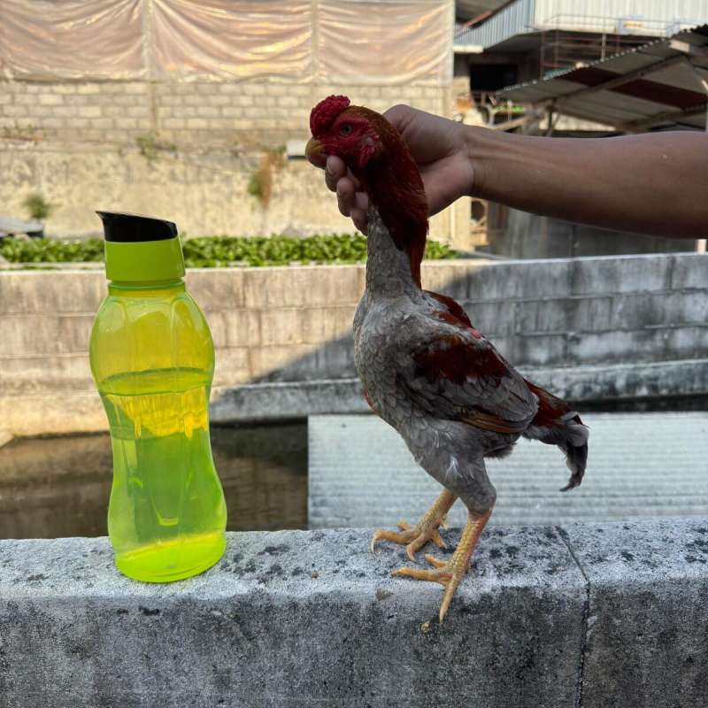 Ayam hias ko shamo kerdil