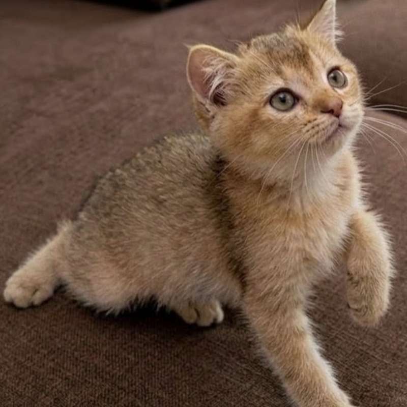 Kucing kitten British shorthair golden Female