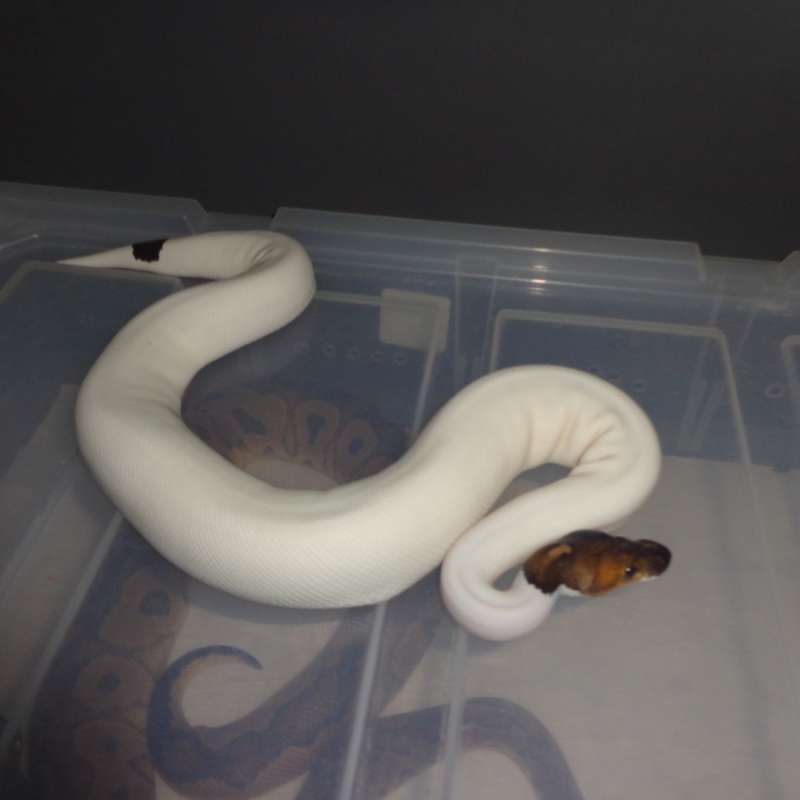 black pastel pied het hypo (two face)