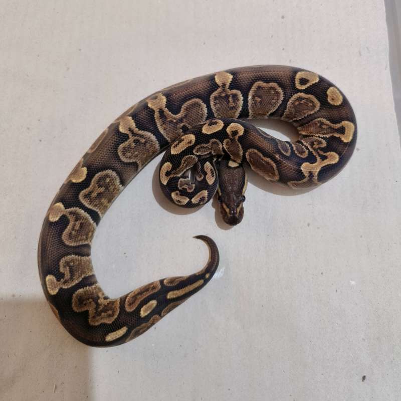 Female Cinnamon GHI het Albino
