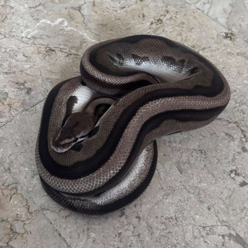Genetic stripe VPI Axanthic - Male