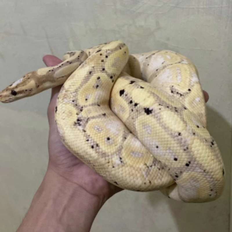 Adult!! BANANA PASTEL CALICO