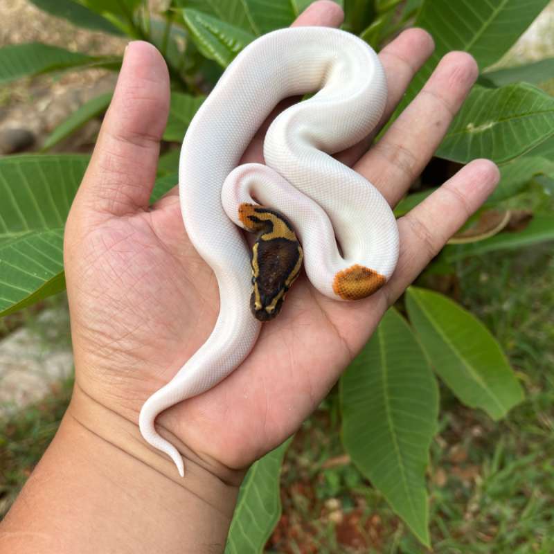Pied 50% Het Clown