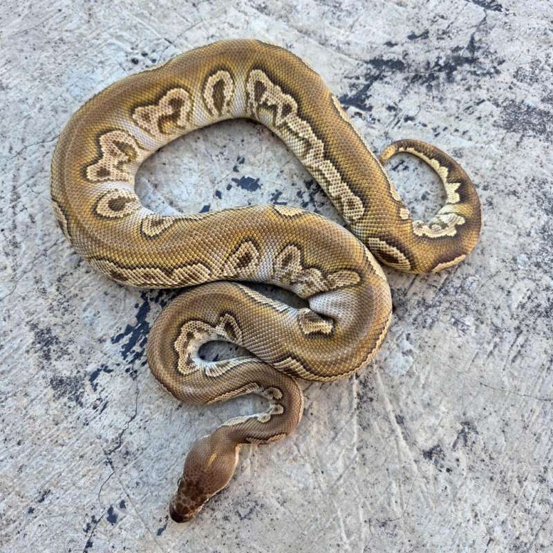 SILAHKAN BACA DESKRIPSI TERLEBIH DAHULU.FEMALE BLACK HEAD MOJAVE CLOWN
